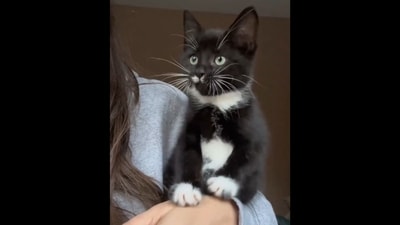 Cat makes hunting movements with its paws while watching birds. (X/@Yoda4ever) Cat makes hunting movements with its paws while watching birds. (X/@Yoda4ever)