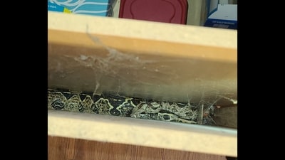 Pet snake stuck inside the kitchen cabinet. (Facebook/@HerrinFD)