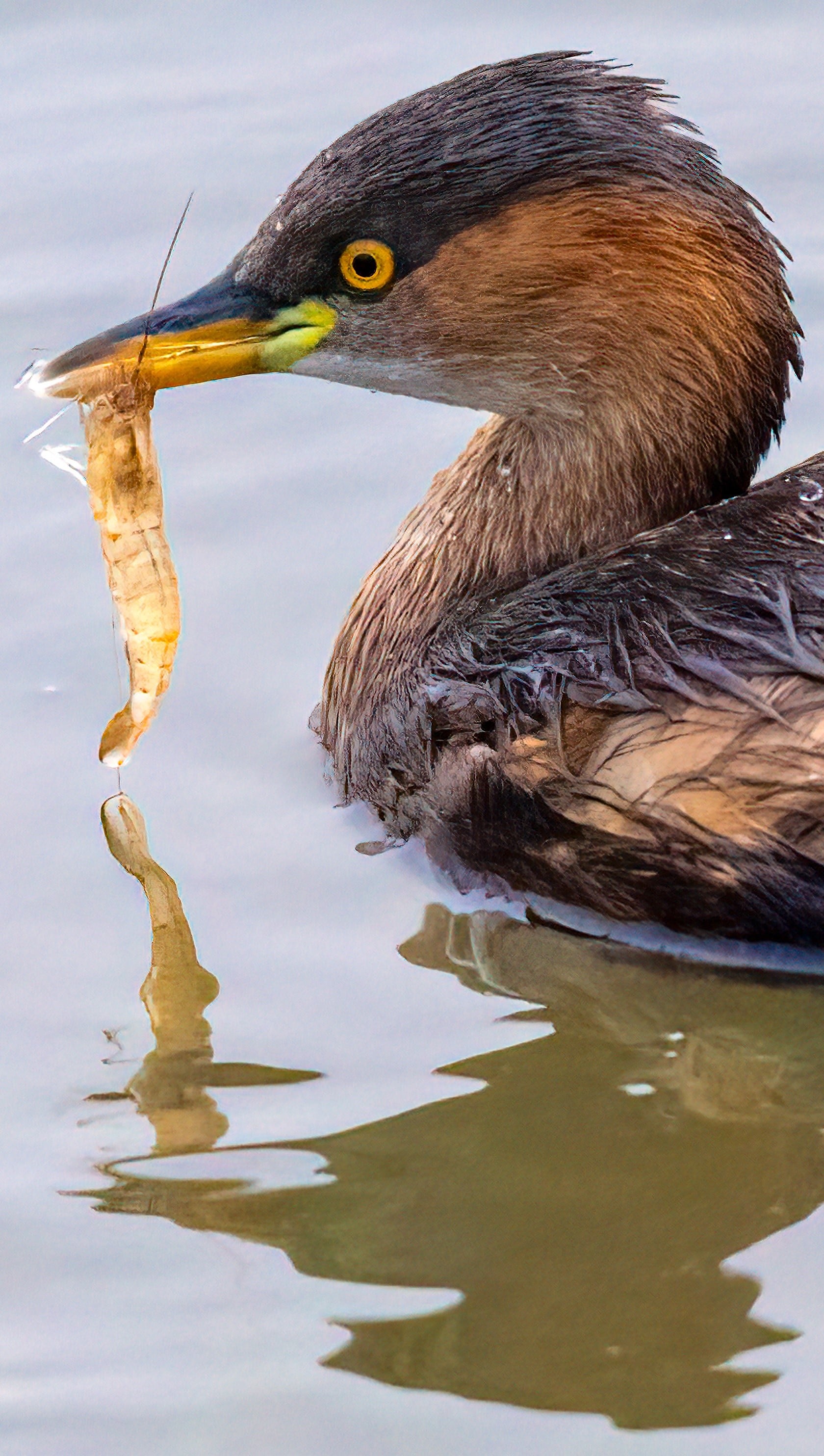 A Little grebe or Dabchick with a catch. (PHOTO: ANUJ JAIN) A Little grebe or Dabchick with a catch. (PHOTO: ANUJ JAIN)