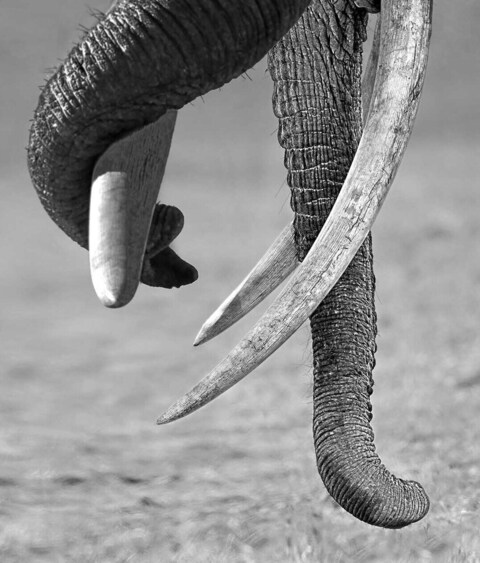 This photography exhibition by Rajiv Dang aims to act as a reminder to preserve and safeguard wildlife. This photography exhibition by Rajiv Dang aims to act as a reminder to preserve and safeguard wildlife.