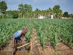A farmer irrigates a maize crop field. (AFP Photo)
