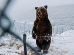 Brown bear