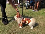 A dog lover fixes the cap of her dog, dressed in the Igbo chieftaincy outfit at the annual Lagos Dog Carnival, with the theme "Wazobia", in Lagos, Nigeria. 
