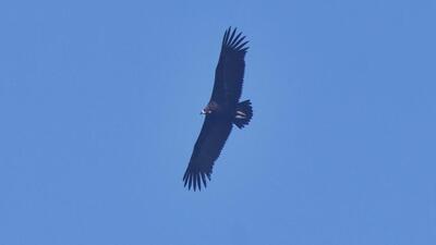 A winter migrant, the cinereous vulture travels thousands of kilometres from Europe towards western India but seldom Delhi. (Photo/Surya Prakash) A winter migrant, the cinereous vulture travels thousands of kilometres from Europe towards western India but seldom Delhi. (Photo/Surya Prakash)