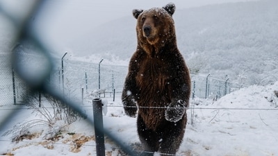 Brown bear (REUTERS)