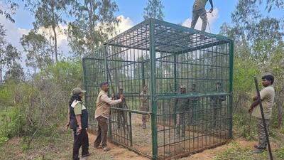 While the forest department initially ordered to tranquilise and capture the animal, massive protests by locals forced the authorities to invoke the “shoot-to-kill” option if efforts to catch it alive became futile. (Representational/HT file) While the forest department initially ordered to tranquilise and capture the animal, massive protests by locals forced the authorities to invoke the “shoot-to-kill” option if efforts to catch it alive became futile. (Representational/HT file)