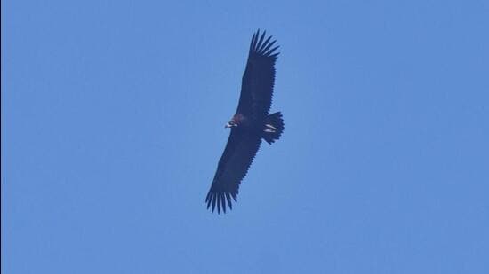 A winter migrant, the cinereous vulture travels thousands of kilometres from Europe towards western India but seldom Delhi. (Photo/Surya Prakash)