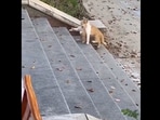 The image shows a cat taking her kid inside. 