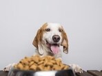 Pet experts suggest adding high quality protein, omega 3 fatty acids, nuts and seeds, fibre, and other essential vitamins and minerals to support your furry friend's body functions.