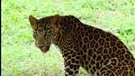 The forest department declared the leopard maneater and issued orders to kill it. (Representative Image)