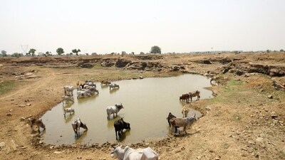 Get to know animal protection laws by exploring the websites of the Animal Welfare Board of India and the Ministry of Environment, Forest and Climate Change.&nbsp; (REUTERS)