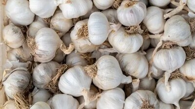 Garlic prices have skyrocketed across the country, reaching ₹400 in parts of India. (Unsplash) Garlic prices have skyrocketed across the country, reaching ₹400 in parts of India. (Unsplash)