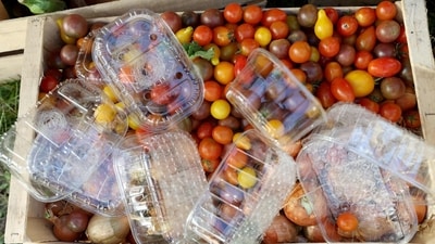 Cherry tomatoes are seen on a stall at a local experiemental market, with a social and solidarity-based vocation, in the Pincon park in Bordeaux on October 6, 2023. "We know what's good for us, thank you": the working-class Benauge district of Bordeaux is experimenting with a farmers' market and a "canteen" by and for residents, tired of the lack of food on offer. (Photo by ROMAIN PERROCHEAU / AFP) (AFP) Cherry tomatoes are seen on a stall at a local experiemental market, with a social and solidarity-based vocation, in the Pincon park in Bordeaux on October 6, 2023. "We know what's good for us, thank you": the working-class Benauge district of Bordeaux is experimenting with a farmers' market and a "canteen" by and for residents, tired of the lack of food on offer. (Photo by ROMAIN PERROCHEAU / AFP) (AFP)