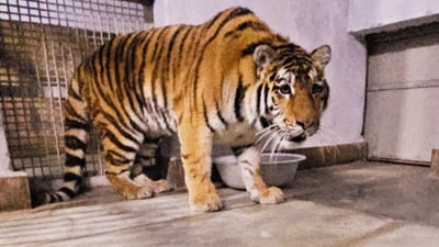 Lara and Akamas were flown from Cyprus as a part of an animal exchange programme. (HT PHOTO) Lara and Akamas were flown from Cyprus as a part of an animal exchange programme. (HT PHOTO)