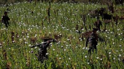 Taang National Liberation army officers walk through a poppy field blossoming with flowers close to Loi Chyaram village in Myanmar. (AP) Taang National Liberation army officers walk through a poppy field blossoming with flowers close to Loi Chyaram village in Myanmar. (AP)