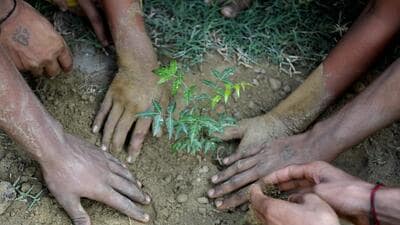 Officials of various departments have been asked to identify the spots for tree plantation and to submit the demand for saplings to the forest department within three days. (HT Archive) Officials of various departments have been asked to identify the spots for tree plantation and to submit the demand for saplings to the forest department within three days. (HT Archive)