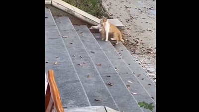 The image shows a cat taking her kid inside. (Reddit/@Cyber Being) The image shows a cat taking her kid inside. (Reddit/@Cyber Being)