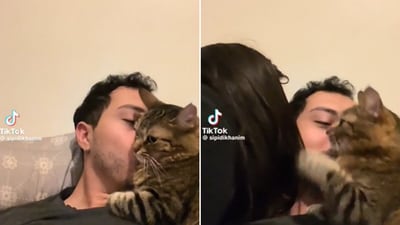 The image shows a cat sitting beside its pet dad. (Reddit/@Ill-Perspective-9877) The image shows a cat sitting beside its pet dad. (Reddit/@Ill-Perspective-9877)