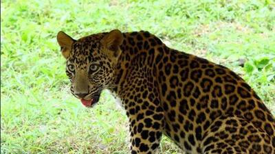 The forest department declared the leopard maneater and issued orders to kill it. (Representative Image) The forest department declared the leopard maneater and issued orders to kill it. (Representative Image)