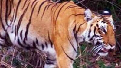 The tribal man was attacked by the tiger when he had gone to forests in Bandipur reserve to gather fodder for his sheep, officials said (HT Archives (For representation)) The tribal man was attacked by the tiger when he had gone to forests in Bandipur reserve to gather fodder for his sheep, officials said (HT Archives (For representation))