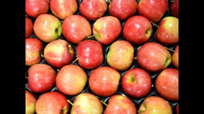 This apple variety will yield crop two months before normal varieties. (HT File) This apple variety will yield crop two months before normal varieties. (HT File)