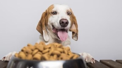Pet experts suggest adding high quality protein, omega 3 fatty acids, nuts and seeds, fibre, and other essential vitamins and minerals to support your furry friend's body functions. (Freepik) Pet experts suggest adding high quality protein, omega 3 fatty acids, nuts and seeds, fibre, and other essential vitamins and minerals to support your furry friend's body functions. (Freepik)