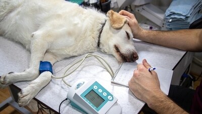 If you come across an abused animal, it may require urgent veterinary care. Reach out to a veterinarian immediately for assistance and support.&nbsp; (Pixabay)
