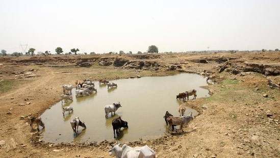 Get to know animal protection laws by exploring the websites of the Animal Welfare Board of India and the Ministry of Environment, Forest and Climate Change.&nbsp;(REUTERS)