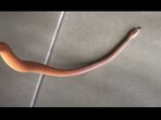 The snake was released in the wild after being rescued. The snake was released in the wild after being rescued.