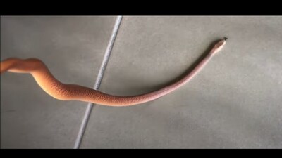 The snake was released in the wild after being rescued. (YouTube/@Hervey Bay Snake Catchers) The snake was released in the wild after being rescued. (YouTube/@Hervey Bay Snake Catchers)