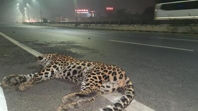 Police said this prima facie appeared to be a case of traffic accident. Police said this prima facie appeared to be a case of traffic accident.