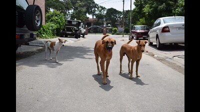Scrap dealer falls from bike after dog bite, suffers injuries in Mohali (HT)