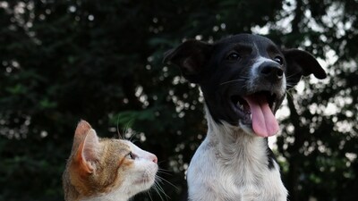 Limit the Outdoor Time for Them: Ensure your pets stay warm; like humans, they can catch a cold when exposed to the chill. Paws, ears, and tails are particularly vulnerable to frostbite, depending on the temperature. While walks and play are important, avoid leaving them outdoors as temperatures drop. (Unsplash)