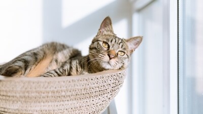 Wrap Your Pet in Woolen: Ensure your pets stay cozy and warm during walks or runs.&nbsp; (Unsplash)