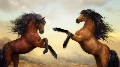 Let's reveal which breed of horses each of the 12 zodiac signs from the list belongs to and why. (Pixabay) Let's reveal which breed of horses each of the 12 zodiac signs from the list belongs to and why. (Pixabay)