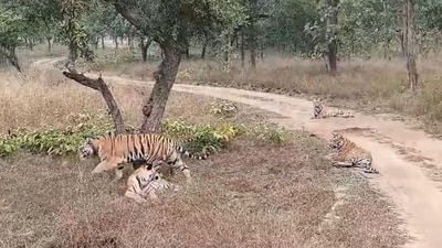 A family of tigers in Panna Tiger Reserve in Madhya Pradesh. (X/@ParveenKaswan) A family of tigers in Panna Tiger Reserve in Madhya Pradesh. (X/@ParveenKaswan)