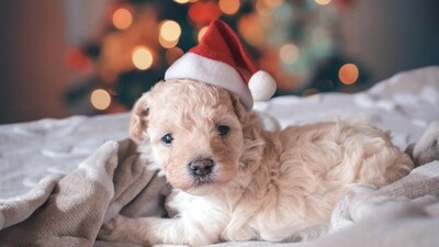 Don’t Miss the Health Checkup: If your dog has arthritis, the cold can be challenging for them. Ensure they have daily routines and exercises to help alleviate discomfort.&nbsp; (Unsplash)
