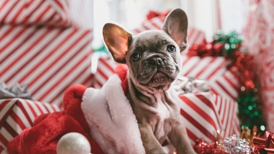 A Warm Bedding: Provide them with bedding to keep them warm at night. Avoid letting them sleep directly on the floor, as it can make them more susceptible to getting sick.&nbsp;(Unsplash)