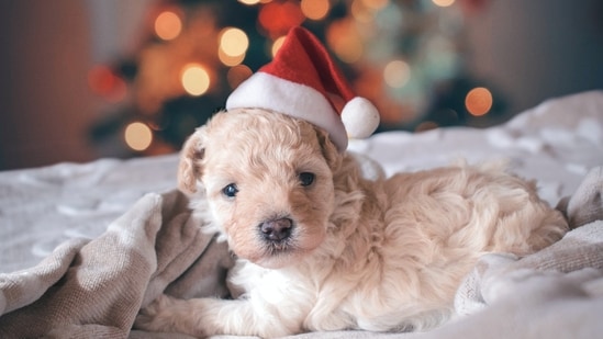 Don’t Miss the Health Checkup: If your dog has arthritis, the cold can be challenging for them. Ensure they have daily routines and exercises to help alleviate discomfort.&nbsp;(Unsplash)
