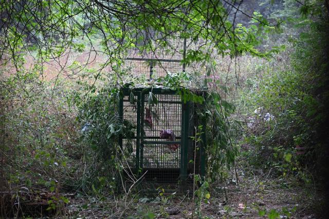 A trap set up to catch the leopard spotted at Sainik Farms in Delhi. (Sanchit Khanna/ Hindustan Times) A trap set up to catch the leopard spotted at Sainik Farms in Delhi. (Sanchit Khanna/ Hindustan Times)