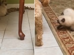 The image shows a cat standing beneath a table with a dog beside it. The image shows a cat standing beneath a table with a dog beside it.