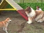 Toco, in an expensive dog suit, met a dog.  