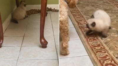 The image shows a cat standing beneath a table with a dog beside it. (Reddit/@MannerAltruistic8043) The image shows a cat standing beneath a table with a dog beside it. (Reddit/@MannerAltruistic8043)