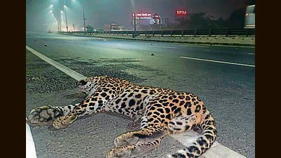 The Delhi Police control room received a call around 4am on Wednesday. A police team that reached the spot found the animal lying on one side of the road. (HT Phoito) The Delhi Police control room received a call around 4am on Wednesday. A police team that reached the spot found the animal lying on one side of the road. (HT Phoito)