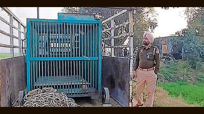 The leopard has been on the loose for around six days in Ludhiana. (HT File) The leopard has been on the loose for around six days in Ludhiana. (HT File)