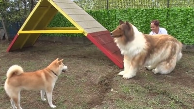 Toco, in an expensive dog suit, met a dog. (X/@toco_eevee)