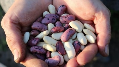 Incorporate lean proteins in every meal: Opt for legumes, or tofu to evenly distribute protein intake, aiding muscle repair and satiety throughout the day. (Pixabay) Incorporate lean proteins in every meal: Opt for legumes, or tofu to evenly distribute protein intake, aiding muscle repair and satiety throughout the day. (Pixabay)