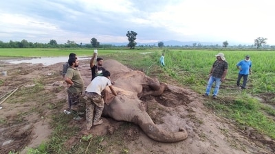 The carcass was found on Thursday morning. (Sourced) The carcass was found on Thursday morning. (Sourced)