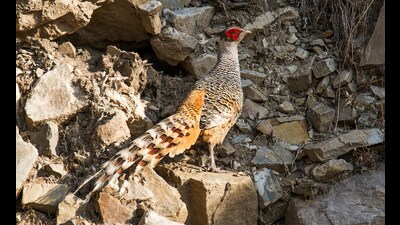 A total of 12 cheer pheasants gave been released into the wild in last 2 years. A total of 12 cheer pheasants gave been released into the wild in last 2 years.