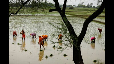 Farmers sow paddy saplings in a field in Sonbhadra District in Uttar Pradesh. (AP File Photo)